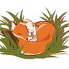 whitetail_doe_femme