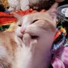 .iluv_catz