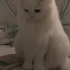 luvci0