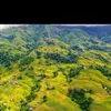 silasi0