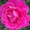 user6880607150854