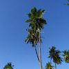 ibu_dhihi