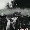 samuullah45