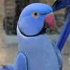KH Birds