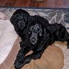 reggae_soca_goldendoodle