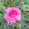 huyen_trang_2217