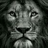 fares..awwam