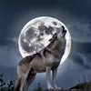 phillippwolf