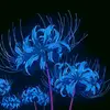 blue_spider_lily1000