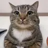 linnientt