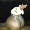ratinhoguloseimas