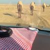 - نــايف المـطيري 🙋🏻‍♂️