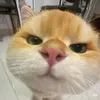 mufasa_tickleboy