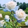 user7270019654006