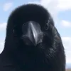 Rakasu