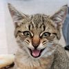 toshi_the_cat