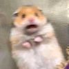 hamster_0611