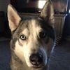 huskypapax3
