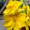 nguyen_phuuong71bt