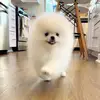 ronniesdoggieadventures