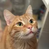 gingercatmatze