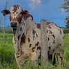 jnpecuaria