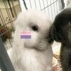 those_working_dogz234