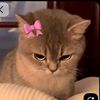 nihel2334
