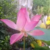 tam.thien.huong