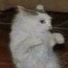 catpersonman