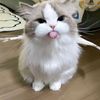 elisabetemangcute4