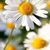 margarida_a08