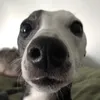 _pippax_