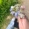 flowerflow010