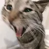 crazyeiji