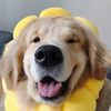 cutedogs091