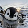 ogpenguinbtw