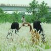 akhii2509