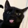 hindisibien