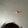 rambutkeriting31