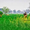 shearkhan347