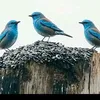 kamaldoro8