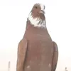 🕊🕊عاشق الحمام 🕊🕊