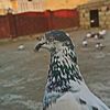 shaejeel1234