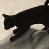 m_blackcat