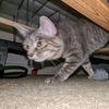 ratthecryptid