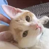 hellperishespupils