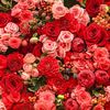 loly_113355