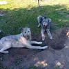 arya_bee_irishwolfhound