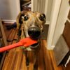 teatimewithearlgreyhound